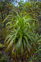 Dracophyllum in the Blue River Provincial Park, South Province, New Caledonia.