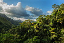 Montane rainforest, Hienghene, New Caledonia.