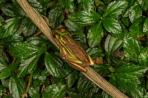 Green and golden bell frog (Litoria aurea) introduced species to New Caledonia. Hienghene, New Caledonia.