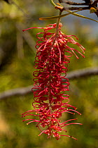 Flower of Geissois pruinosa on the Forgotten Coast of South East New Caledonia in the Southern Lagoon, New Caledonia.