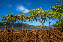 Mangroves on Tupeti Island, Southern Lagoon, Forgotten Coast, Lagoons of New Caledonia: Reef Diversity and Associated Ecosystems UNESCO World Heritage Site. New Caledonia.