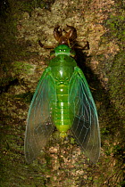 Jade green cicada (Dundubia vaginata) after ecdysis with exuvium, Gunung Mulu National Park, UNESCO World Heritage Site, Sarawak, Borneo.