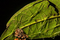 Stick insect nymphs (Phasmatodea) with empty egg cases on the underside of a leaf in Gunung Mulu National Park, Sarawak, Malaysian Borneo.
