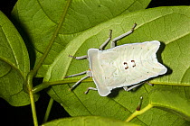 Lychee stink bug nymph (Tessaratoma papillosa), Gunung Mulu National Park, UNESCO World Heritage Site, Sarawak, Borneo.