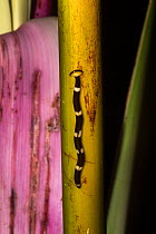 Land Planarian - flat worm, (Bipalium sp.) on a wild banana tree, Gunung Mulu National Park, UNESCO World Heritage Site, Sarawak, Malaysian Borneo.