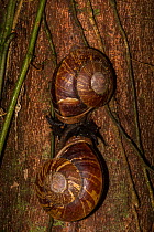 Giant land snails (Bertia brookei), Gunung Mulu National Park, UNESCO World Heritage Site, Sarawak, Malaysian Borneo.