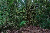 Corkscrew vine (Cochliasanthus caracalla) Kinabalu Park, UNESCO World Heritage Site, Sabah, East Malaysia.