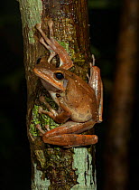 Common Southeast Asia tree frog (Polypedates leucomystax), Puerto Princesa Subterranean River National Park, Palawan, the Philippines.