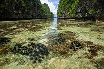 Sea urchins at low tide in the entrance channel to the Big Lagoon, Miniloc Island, Bacuit Archipelago, Palawan, the Philippines.