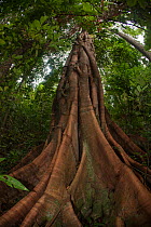 The buttress roots of a large tree in the Puerto Princesa Subterranean River National Park, UNESCO World Heritage Site in Palawan.
