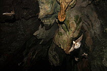 Palawan swiftlets (Aerodramus palawanensis) returning to the subterranean river cave, Puerto Princesa Subterranean River National Park UNESCO World Heritage Site, Palawan, the Philippines. Endemic to...
