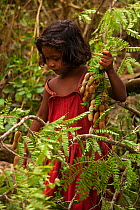 Young Batak girl collecting tamarind in the village of Sitio Kalakwasan in Cleopatra&#39;s Needle Critical Habitat, Palawan, the Philippines.