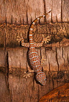 Tokay gecko (Gekko gecko) Palawan, the Philippines.