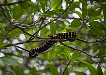 Mangrove snake (Boiga dendrophila) in the Puerto Princesa Subterranean River National Park, UNESCO World Heritage Site in Palawan, the Philipines.