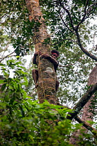 Batak man descending a tree in Cleopatra&#39;s Needle Critical Habitat, Palawan, the Philippines. September 2016.