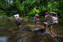 Batak men carrying traditional rattan backpacks crossing a river on an Alamaciga tree +Agathis philippinensis) cone collecting expedition in Cleopatra&#39;s Needle Critical Habitat, Palawan, the Phili...