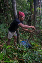 Batak man preparing a rattan loop for a tree-climbing aid in Cleopatras Needle Critical Habitat, Palawan, the Philippines. September 2016.