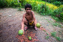 Batak man holding cones from the almaciga tree (Agathis philippinensis) after a cone collecting expedition for a replanting project in Cleopatra&#39;s Needle Critical Habitat, Palawan, the Philippines...