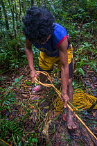 Batak man making a loop from rattan for a tree-climbing aid in Cleopatras Needle Critical Habitat, Palawan, the Philippines. September 2016.