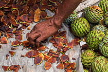 Batak collecting seeds from almaciga tree (Agathis philippinensis) cones for a replanting project in Cleopatra&#39;s Needle Critical Habitat, Palawan, the Philippines. September 2016.