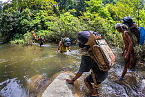 Batak men carrying traditional rattan backpacks crossing a river on an Almaciga tree (Agathis philippinensis) cone collecting expedition in Cleopatra&#39;s Needle Critical Habitat, Palawan, the Philip...