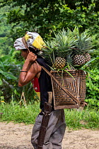 Indigenous Palawano man carrying pineapples in a traditional pandan basket, South Palawan, the Philippines. August 2016