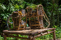 Almaciga seedlings (Agathis philippinensis), in traditional rattan backpacks near Sitio Tagnaya for replanting in Cleopatras Needle Critical Habitat, Palawan, the Philippines.