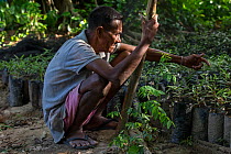 Batak elder with Almaciga seedlings (Agathis philippinensis), Manggapin, Palawan, the Philippines.The Centre for Sustainability&#39;s Saving the Almaciga Tree Project aims to restore the numbers of re...