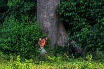 Batak village chief carrying his son past a large tree, Sitio Manggapin, Cleopatra&#39;s Needle Critical Habitat, Palawan, the Philippines.