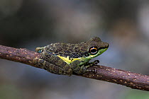 Palawan rock frog (Staurois nubilus) endemic to Palawan, Cleopatra&#39;s Needle Critical Habitat, Palawan, Philippines.