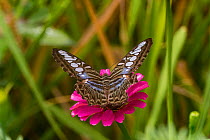 Blue clipper butterfly (Parthenos Sylvia) in Cleopatra&#39;s Needle Critical Habitat, Palawan, the Philippines.