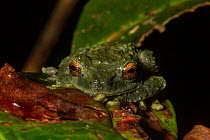 Frilled tree frog, (Rhacophorus appendiculatus), Kinabalu Park, UNESCO World Heritage Site, Sabah, Borneo.
