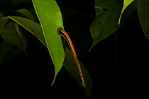 Tiger leech (Haemadipsa picta) attached to a leaf in the Danum Valley Conservation Area lowland dipterocarp rainforest, Sabah, Malaysian Borneo.