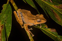File-eared tree frog / Borneo eared frog (Polypedates otilophus), Danum Valley Conservation Area, Sabah, Malaysian Borneo.