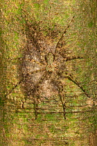 Lichen huntsman spider (Pandercetes gracilis) female with a silk sac of spiderlings attached to a tree trunk in the Danum Valley Conservation Area lowland dipterocarp rainforest, Sabah, Malaysian Born...