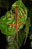 Leaf-nosed Agama (Aphaniotis ornata) Danum Valley Conservation Area, Sabah, Malaysian Borneo.