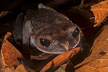 Lowland litter frog (Leptobrachium abbotti) amongst leaf-litter on forest floor, Danum Valley, Sabah, Malaysian Borneo