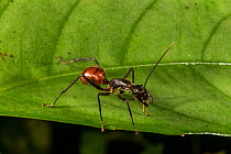 Giant forest ant (Camponotus gigas), Danum Valley Conservation Area, Sabah, Malaysian Borneo.