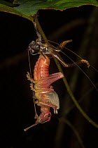 Ecdysis of a cricket in Gunung Mulu National Park, UNESCO World Heritage Site, Sarawak, Borneo.
