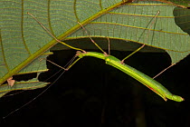 Stick Insect (Calvisia punctulata), female, in Gunung Mulu National Park, Sarawak, Malaysian Borneo.
