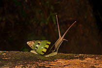 Snail (Amphidromus sp.), Gunung Mulu National Park, UNESCO World Heritage Site, Sarawak, Borneo.