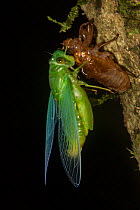 Jade green cicada (Dundubia vaginata) after ecdysis with exuvium, Gunung Mulu National Park, UNESCO World Heritage Site, Sarawak, Borneo.