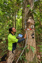 Dr. Alex Cheesman researching changes in phloem flux to environmental variables in two tropical forest canopy tree species at the Daintree Rainforest Observatory, Queensland, Australia. February 2015....