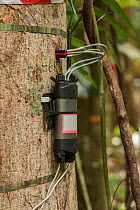 Scientific instruments attached to trees to measure many different elements: carbon dioxide exhaled; tree&#39;s water intake and flow; growth rate. Daintree Rainforest Observatory, Queensland, Austral...