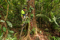 Dr. Alex Cheesman researching changes in phloem flux to environmental variables in two tropical forest canopy tree species at the Daintree Rainforest Observatory, Queensland, Australia. February 2015