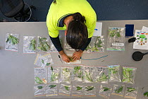 Dr. Alex Cheesman examining leaf samples whilst studying phloem flux in Daintree Rainforest Observatory, Queensland, Australia February 2015