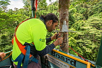 Dr. Alex Cheesman researching changes in phloem flux to environmental variables in two tropical forest canopy tree species at the Daintree Rainforest Observatory, Queensland, Australia. February 2015