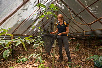 Scientist Susan Laurance leads the Daintree Drought Experiment in far north Queensland. The experiment combines the efforts of plant physiologists, ecologists, soil experts, climatologists and hydrolo...