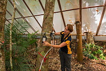James Cook University&#39;s Susan Laurance checks data gathering equipment that measures how much moisture the trees take in. Dr. Susan Laurance leads the Daintree Drought Experiment in far north Quee...
