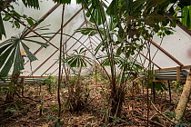 The Daintree Drought Experiment, rainforest plants grown under cover to see how they respond to drought. Daintree Rainforest Observatory, northern Queensland, Australia. September 2015